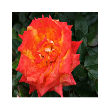 RÓŻA wielkokwiatowa czerwono różowa - sadzonki 5 / 10 cm